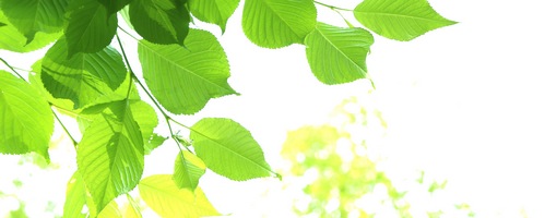 天然熟成野草酵素販売サイトへ